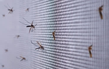 Jak skutecznie chronić dom przed owadami? Poznaj moskitiery INSECT SCREEN